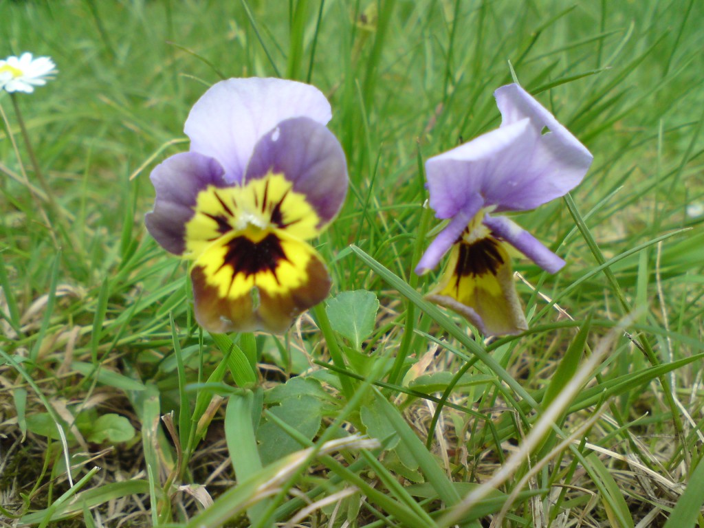 Wiesenblume